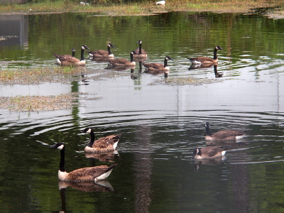 [Both families are grouped together on the water. The family of four is in the foreground while the family of seven is in the background.]